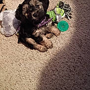 Foxy joined the competition — help win amazing prizes! puppy, dog, carpet, toy, purple_collar, indoor, pet, cute, small_dog, fur, playful, animal, head_tilt, brown, black, beige, household, floor, domestic_animal, young