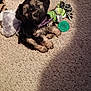 puppy, dog, carpet, toy, purple_collar, indoor, pet, cute, small_dog, fur, playful, animal, head_tilt, brown, black, beige, household, floor, domestic_animal, young