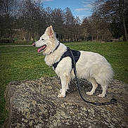 Malya a rejoint le concours — aidez-le/la à gagner de superbes lots ! animal, blue_sky, canine, clouds, daytime, dog, grass, happy, harness, leash, nature, outdoor, park, pet, rock, scenic, standing, tongue_out, trees, white_dog