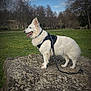 animal, blue_sky, canine, clouds, daytime, dog, grass, happy, harness, leash, nature, outdoor, park, pet, rock, scenic, standing, tongue_out, trees, white_dog