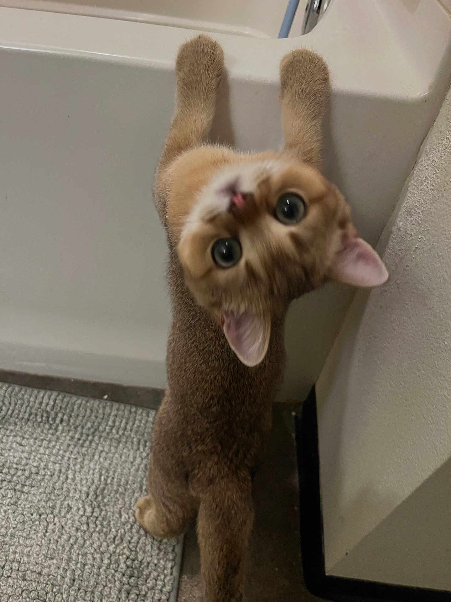 Miru is registered to the contest to win money with this photo: cat, curious, indoor, bathroom, bathtub, carpet, feline, pet, looking_up, wide_eyes, whiskers, ears, floor, wall, curiosity, playful, young_cat, fur, paws, head_tilt