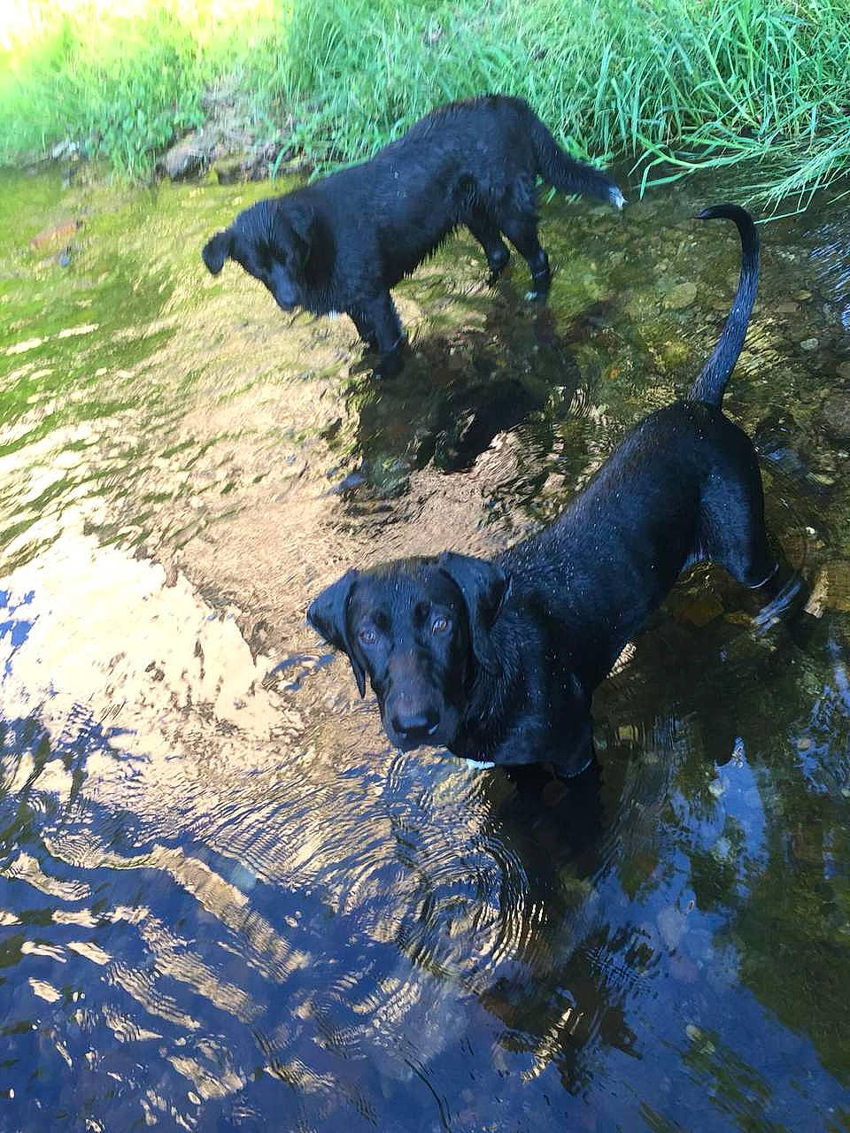 Tayson participe au concours pour gagner de l'argent avec cette photo : canidae, carnivore, dog, dog_breed, flat_coated_retriever, hunting_dog, labrador_retriever, montenegrin_mountain_hound, patterdale_terrier, sporting_group, tail, water