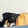 Raven is registered to the contest to win money with this photo: dog, peeking, couch, cushion, black_fur, brown_fur, white_fur, indoor, pet, close_up, face, eye, furniture, cozy, resting, animal, relaxed, home, cute, watchful