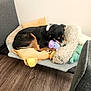 Raven is registered to the contest to win money with this photo: dog, sleeping, plush_toys, bed, cozy, indoor, wooden_floor, black_and_tan, resting, pet, stuffed_animal, fabric, cushion, comfort, animal, canine, home, relaxation, napping, furniture
