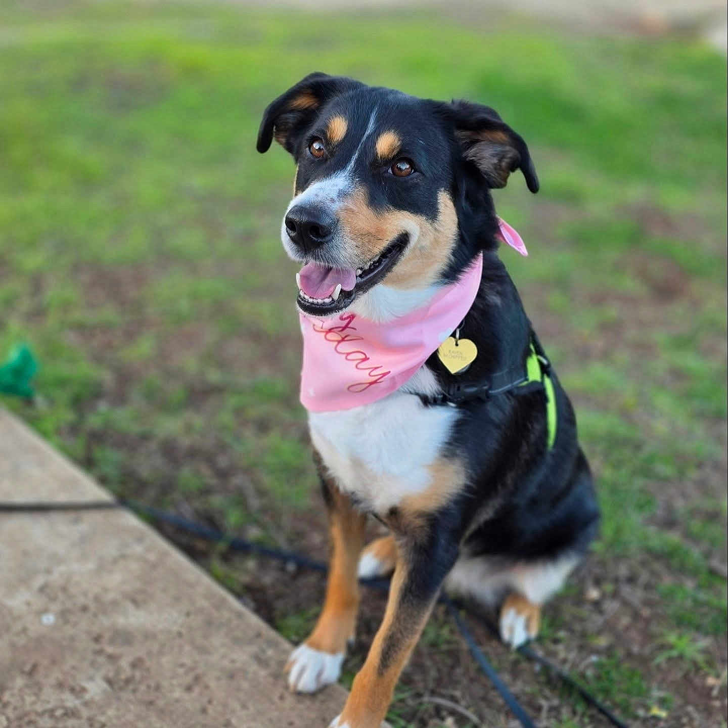 Raven is registered to the contest to win money with this photo: animal, bandana, black_fur, brown_fur, canine, collar, cute, daylight, dog, grass, happy, leash, outdoor, pet, pink, portrait, sidewalk, sitting, tongue_out, white_fur