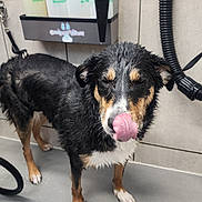 Raven is registered to the contest to win money with this photo: dog, wet, bath, grooming, shampoo, animal, pet, floor, tile_wall, paw, licking, closed_eyes, black_fur, brown_fur, white_fur, snout, indoor, hose, container, cleaning