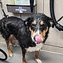dog, wet, bath, grooming, shampoo, animal, pet, floor, tile_wall, paw, licking, closed_eyes, black_fur, brown_fur, white_fur, snout, indoor, hose, container, cleaning