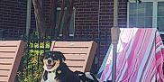 Raven is registered to the contest to win money with this photo: dog, lounge_chair, umbrella, outdoor, sunny, poolside, towel, fence, tree, brick_wall, smiling, pet, relaxing, daylight, shoes, clothing, leash, concrete, shadow, house