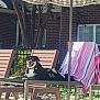 dog, lounge_chair, umbrella, outdoor, sunny, poolside, towel, fence, tree, brick_wall, smiling, pet, relaxing, daylight, shoes, clothing, leash, concrete, shadow, house