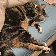 Lyly participe au concours pour gagner de l'argent avec cette photo : cat, tabby, sleeping, paw, bed, blanket, fur, pet, cozy, indoor, resting, animal, cute, domestic, feline, striped, relaxed, comfort, soft, cute_pose