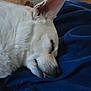 Lucky is registered to the contest to win money with this photo: dog, sleeping, white_dog, close_up, blanket, indoor, cozy, resting, pet, animal, fur, tongue_out, cute, calm, relaxed, comfort, portrait, mammal, companion, domestic