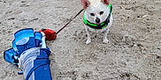 Lucky is registered to the contest to win money with this photo: dog, beach, sand, umbrella, leash, green_harness, outdoor, pet, small_dog, canine, nature, sky, cloudy, wet, walking, summer, vacation, animal, curious, ground