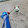 dog, beach, sand, umbrella, leash, green_harness, outdoor, pet, small_dog, canine, nature, sky, cloudy, wet, walking, summer, vacation, animal, curious, ground