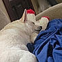 Lucky is registered to the contest to win money with this photo: dog, sleeping, white_dog, blanket, toy, indoor, cozy, resting, fur, pet, animal, relaxing, couch, comfort, nap, domestic_animal, canine, fur_texture, blue_blanket, stuffed_toy