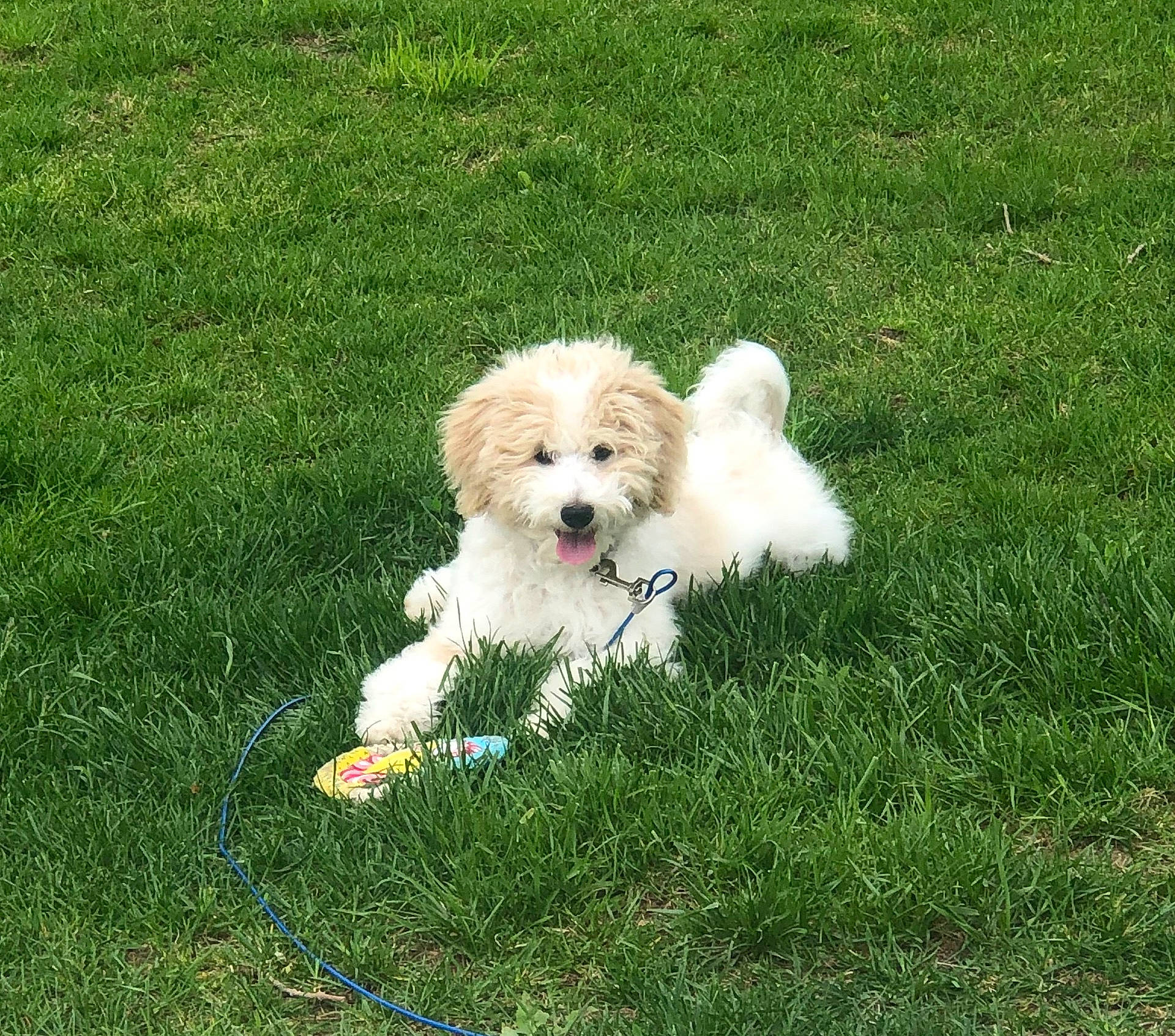 Rose is registered to the contest to win money with this photo: canidae, carnivore, cavachon, cavapoo, cockapoo, companion_dog, coton_de_tulear, dog, dog_breed, grass, havanese, maltepoo, maltese, mammal, poodle_crossbreed, puppy, schnoodle, sporting_group, sporting_lucas_terrier, vertebrate