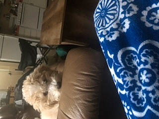 Rose is registered to the contest to win money with this photo: canidae, carnivore, cat, dog, dog_breed, felidae, fur, kitten, mammal, miniature_schnauzer, non_sporting_group, puppy, rabbits_and_hares, schnauzer, shih_tzu, small_to_medium_sized_cats, sporting_group, terrier, vertebrate, whiskers