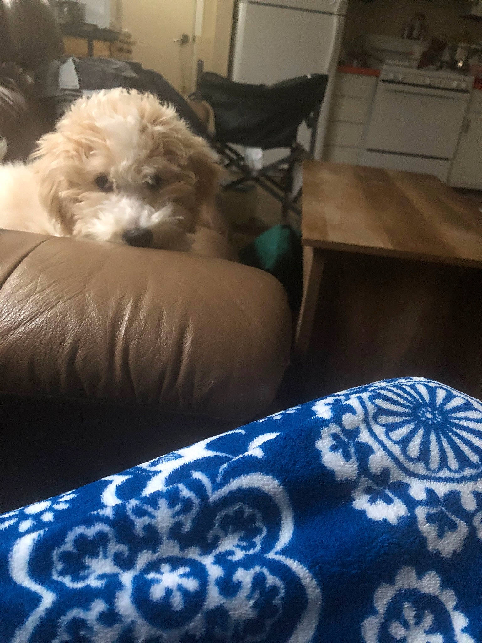 Rose joined the competition — help win amazing prizes! canidae, carnivore, cavachon, cockapoo, companion_dog, dog, dog_breed, goldendoodle, lagotto_romagnolo, maltepoo, mammal, miniature_poodle, non_sporting_group, poodle, poodle_crossbreed, schnoodle, sporting_group, toy_dog, toy_poodle, vertebrate