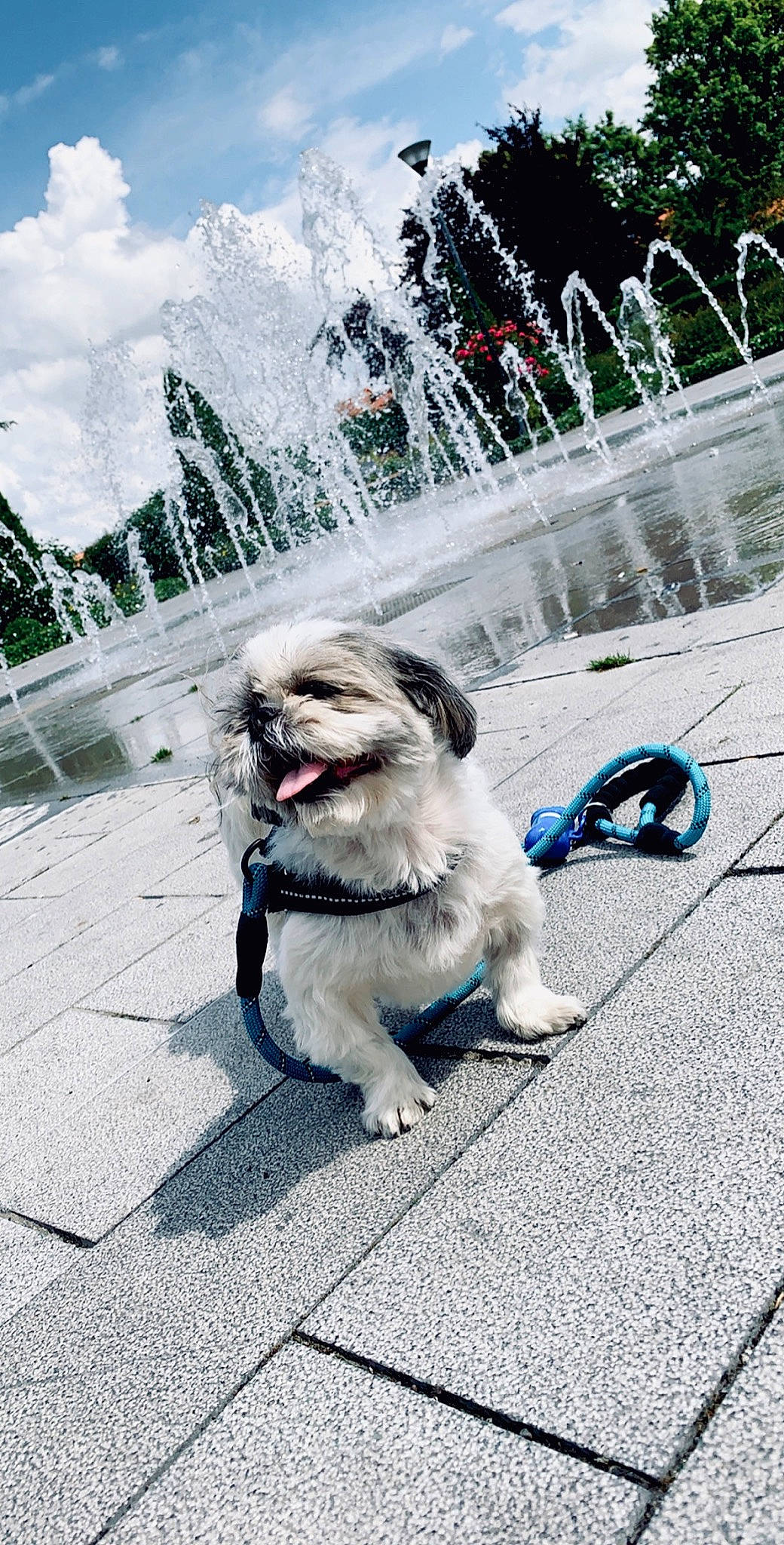 Effy participe au concours pour gagner de l'argent avec cette photo : canidae, carnivore, chinese_imperial_dog, companion_dog, dog, dog_breed, havanese, leash, lhasa_apso, mammal, non_sporting_group, pekingese, photography, shih_tzu, snout, sporting_group, street, tibetan_terrier, toy_dog