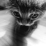 Tigrou participe au concours pour gagner de l'argent avec cette photo : animal, black_and_white, cat, close_up, curious, cute, eyes, feline, fur, indoor, kitten, pet, portrait, shadow, small, soft_light, texture, whiskers, wooden_floor, young