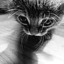 animal, black_and_white, cat, close_up, curious, cute, eyes, feline, fur, indoor, kitten, pet, portrait, shadow, small, soft_light, texture, whiskers, wooden_floor, young