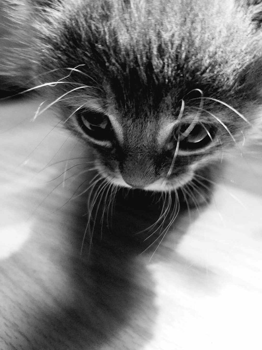 Tigrou participe au concours pour gagner de l'argent avec cette photo : animal, black_and_white, cat, close_up, curious, cute, eyes, feline, fur, indoor, kitten, pet, portrait, shadow, small, soft_light, texture, whiskers, wooden_floor, young