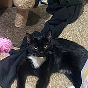 Sasuke Wick Socks is registered to the contest to win money with this photo: animal, bag, black_cat, cat, clothing, curious, ears, feline, floor, home, indoor, pet, resting, scratching_post, toy, tuxedo_cat, vegetables, whiskers, white_paws, yellow_eyes