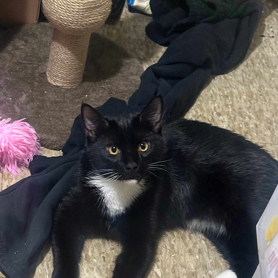 Sasuke Wick Socks is registered to the contest to win money with this photo: animal, bag, black_cat, cat, clothing, curious, ears, feline, floor, home, indoor, pet, resting, scratching_post, toy, tuxedo_cat, vegetables, whiskers, white_paws, yellow_eyes