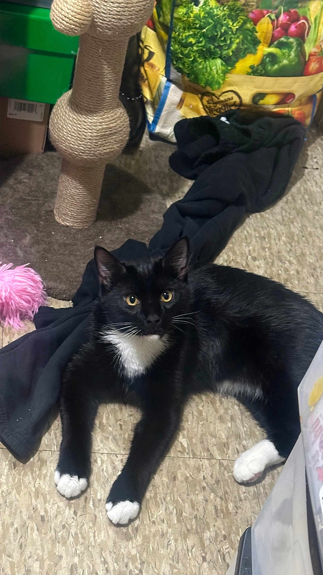 Sasuke Wick Socks is registered to the contest to win money with this photo: animal, bag, black_cat, cat, clothing, curious, ears, feline, floor, home, indoor, pet, resting, scratching_post, toy, tuxedo_cat, vegetables, whiskers, white_paws, yellow_eyes