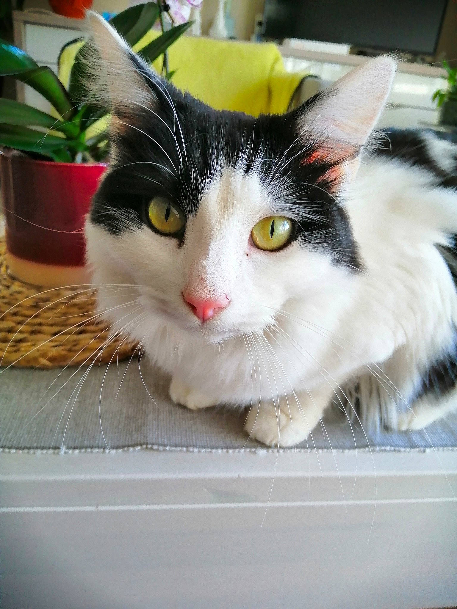 Okanu a rejoint le concours — aidez-le/la à gagner de superbes lots ! aegean_cat, black_and_white, carnivore, cat, domestic_long_haired_cat, domestic_short_haired_cat, european_shorthair, felidae, fur, kitten, norwegian_forest_cat, plant, small_to_medium_sized_cats, turkish_van, whiskers