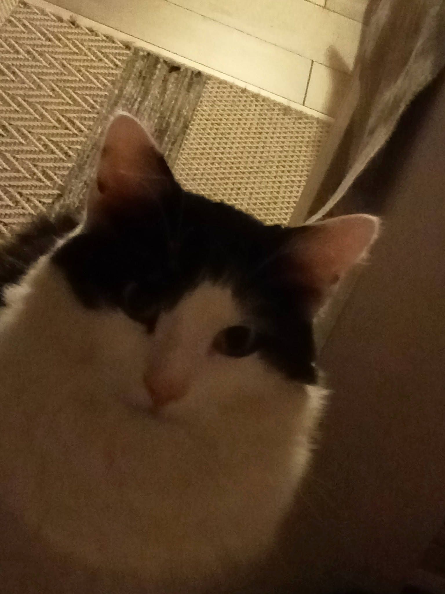 Okanu participe au concours pour gagner de l'argent avec cette photo : box, cardboard, carnivore, cat, comfort, domestic_short_haired_cat, felidae, fur, hardwood, paper_product, paw, pet_supply, small_to_medium_sized_cats, snout, tail, whiskers, window, wood