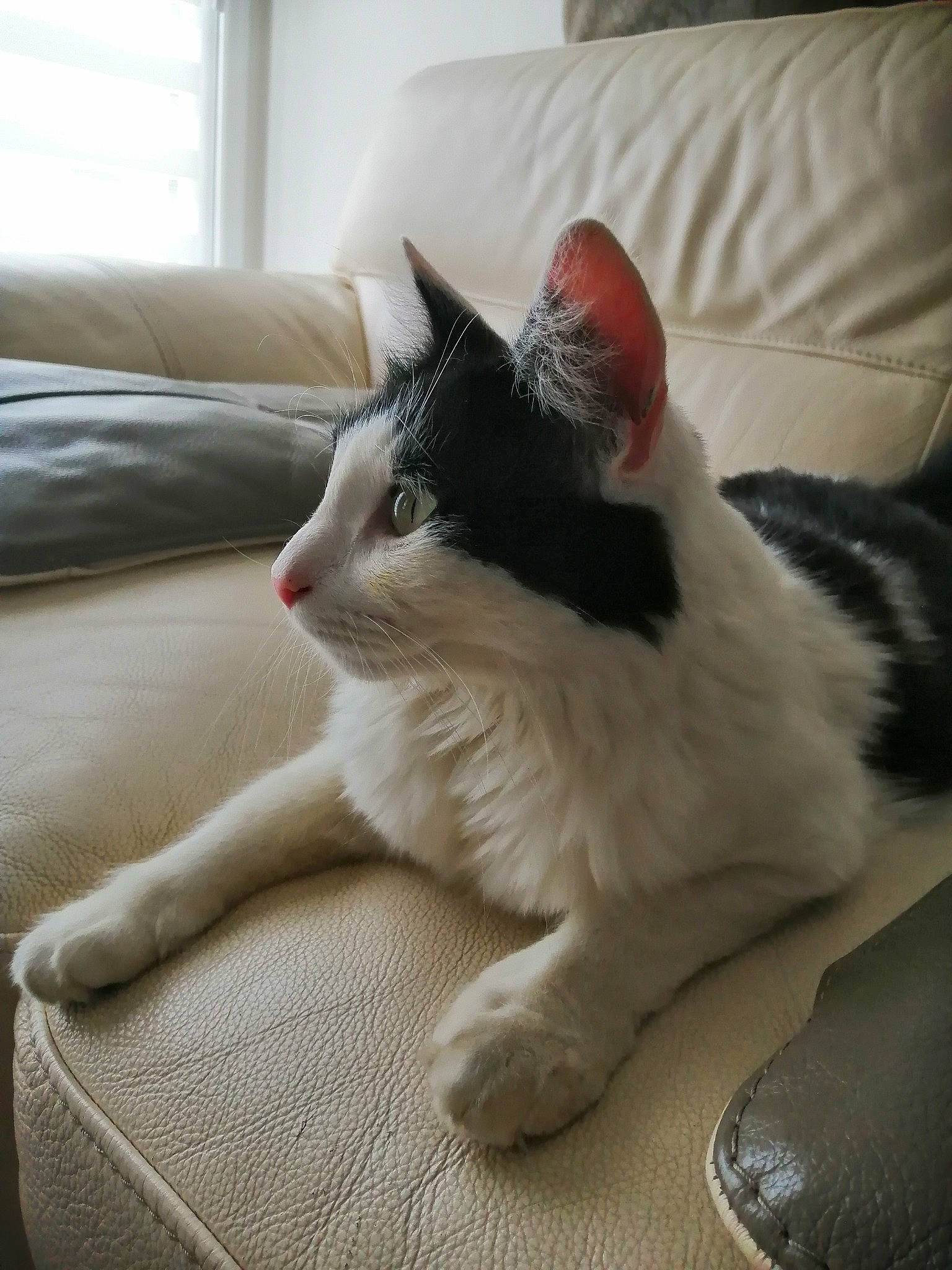 Okanu a rejoint le concours — aidez-le/la à gagner de superbes lots ! carnivore, cat, comfort, domestic_short_haired_cat, ear, felidae, fur, kitten, leg, paw, polydactyl_cat, small_to_medium_sized_cats, tail, whiskers