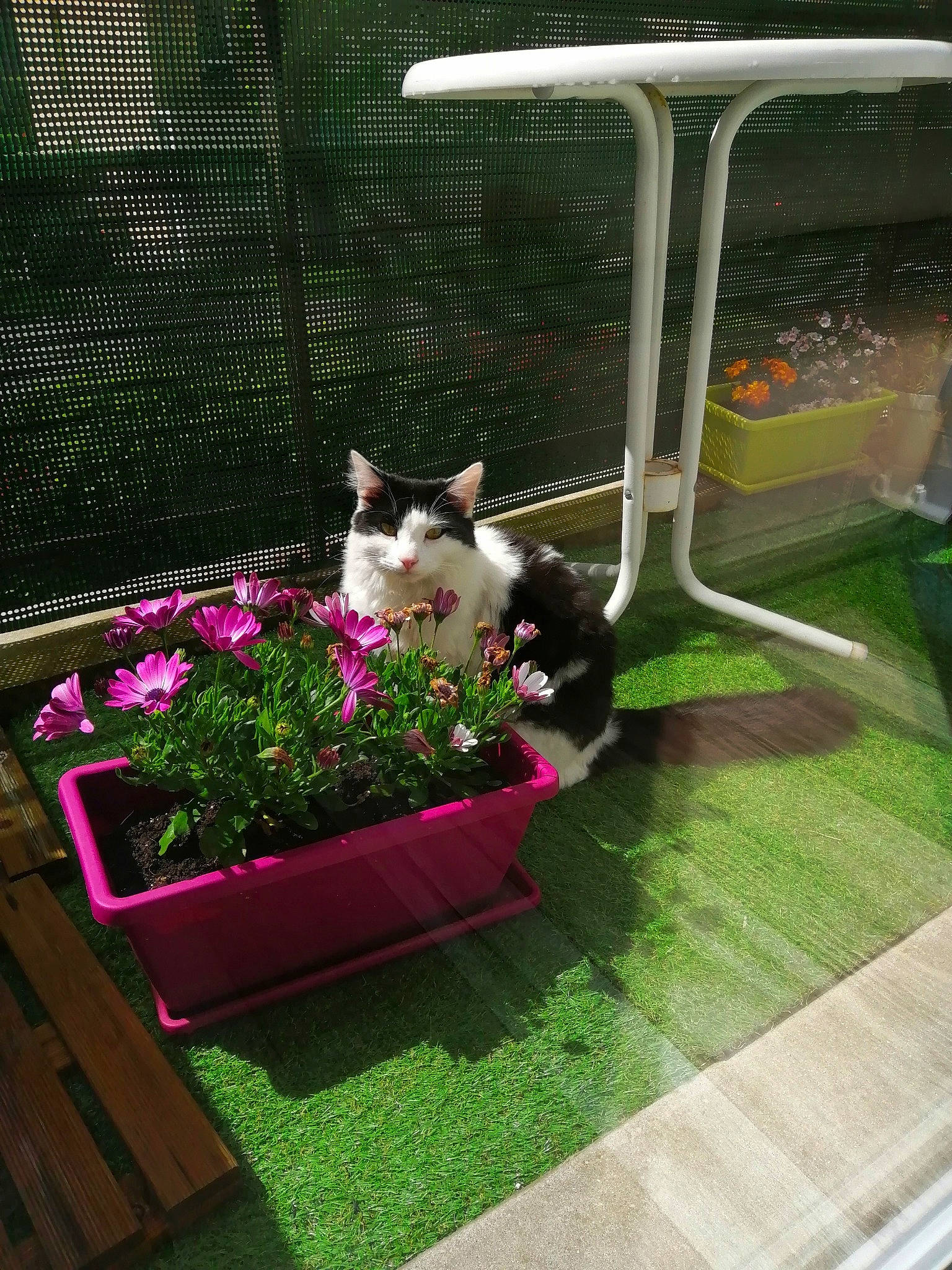 Okanu participe au concours pour gagner de l'argent avec cette photo : backyard, canidae, carnivore, cat, felidae, flower, flowerpot, garden, grass, grass_family, herb, herbaceous_plant, home, house, houseplant, lawn, plant, shrub, small_to_medium_sized_cats, yard