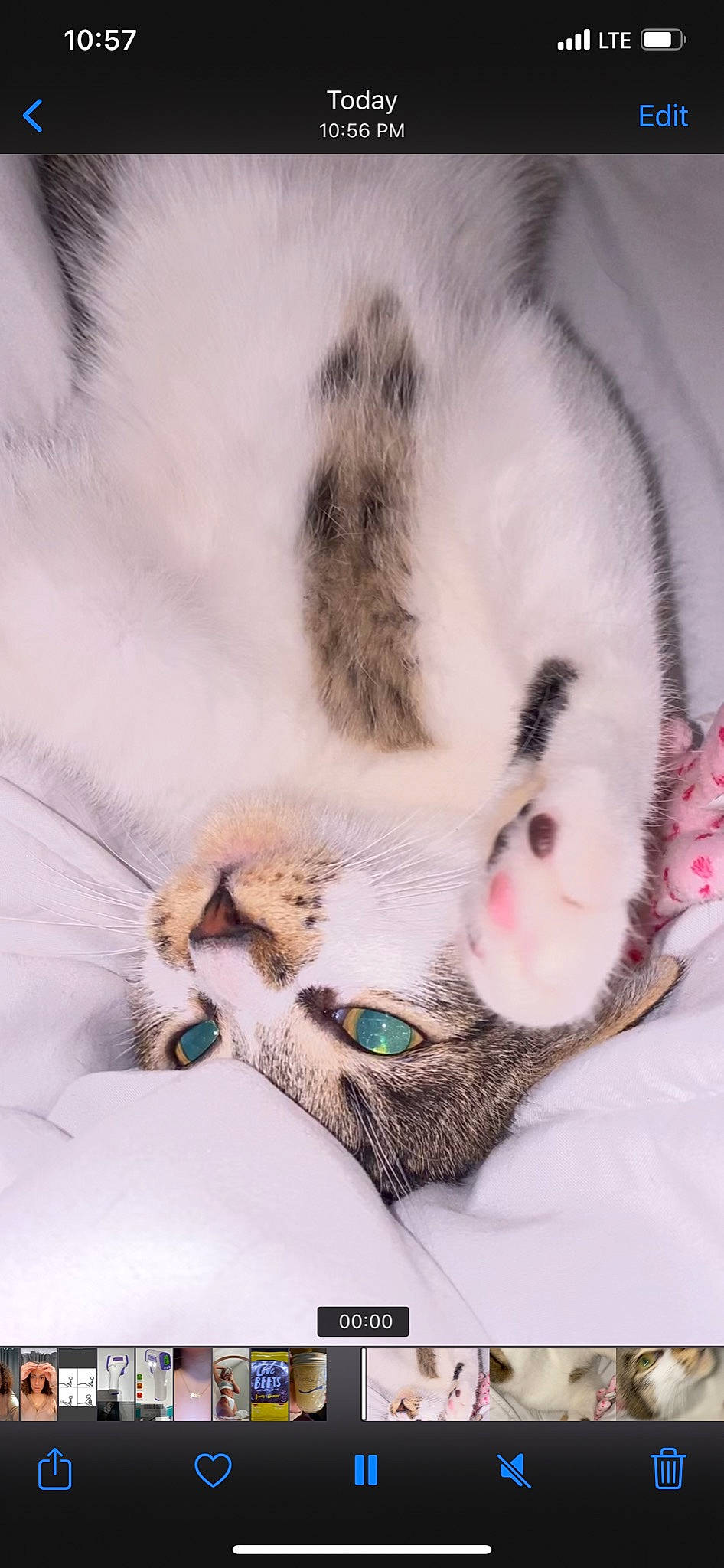 Luna joined the competition — help win amazing prizes! carnivore, cat, domestic_short_haired_cat, felidae, fur, iris, organism, small_to_medium_sized_cats, snout, terrestrial_animal, vertebrate, whiskers