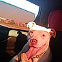 dog, white_dog, tongue_out, car_interior, sunlight, shadow, window, collar, happy, pet, animal, sitting, daylight, vehicle, leash, ears, smiling, closeup, portrait, canine