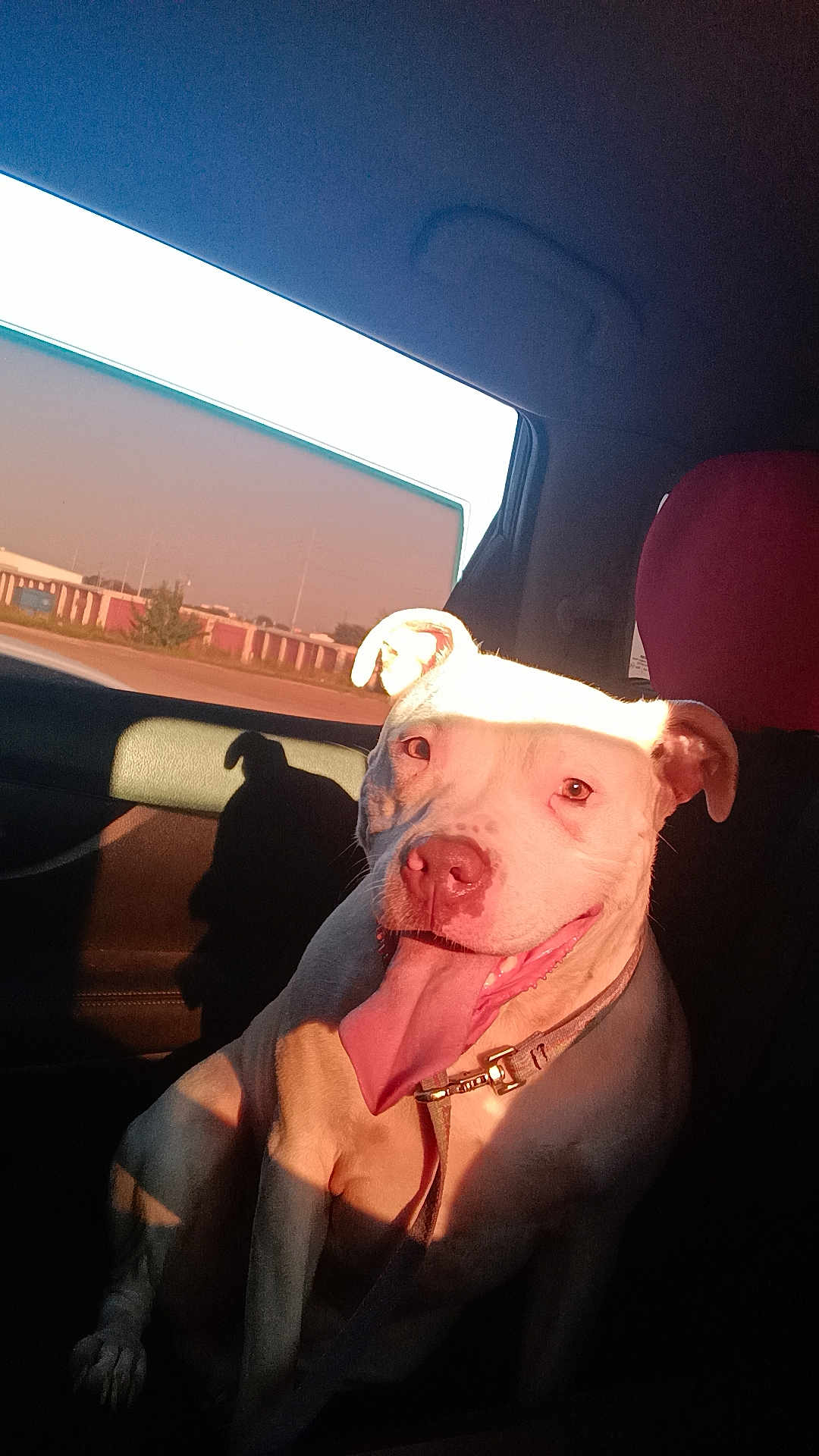 Sadie