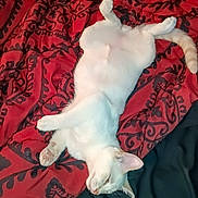 Ghost joined the competition — help win amazing prizes! cat, white_cat, sleeping, lying_down, pet, feline, animal, fur, paw, tail, bed, blanket, patterned_blanket, indoor, cute, relaxed, resting, domestic_animal, cozy, soft