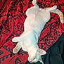 cat, white_cat, sleeping, lying_down, pet, feline, animal, fur, paw, tail, bed, blanket, patterned_blanket, indoor, cute, relaxed, resting, domestic_animal, cozy, soft