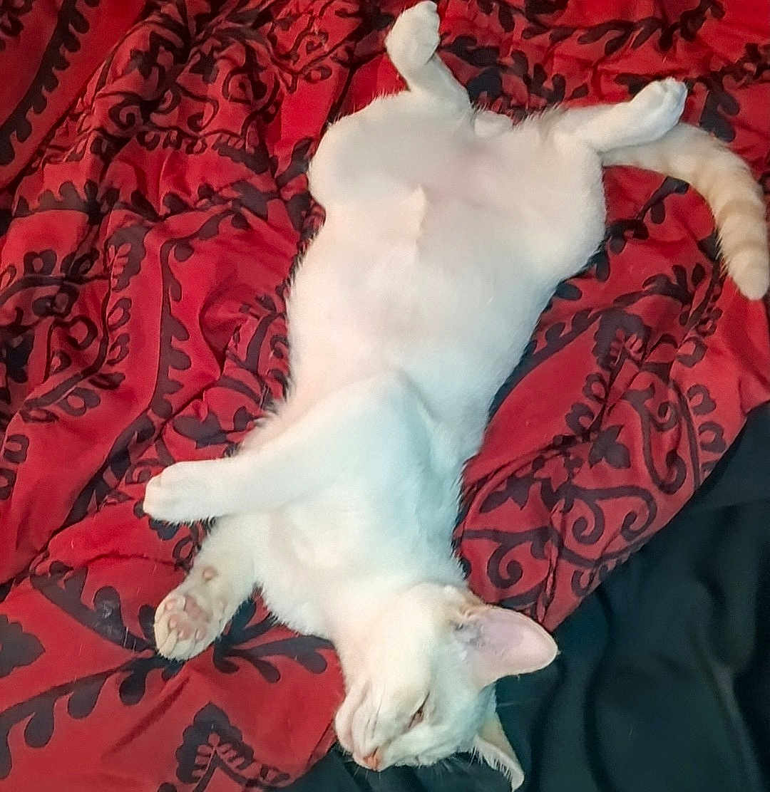 Ghost joined the competition — help win amazing prizes! cat, white_cat, sleeping, lying_down, pet, feline, animal, fur, paw, tail, bed, blanket, patterned_blanket, indoor, cute, relaxed, resting, domestic_animal, cozy, soft
