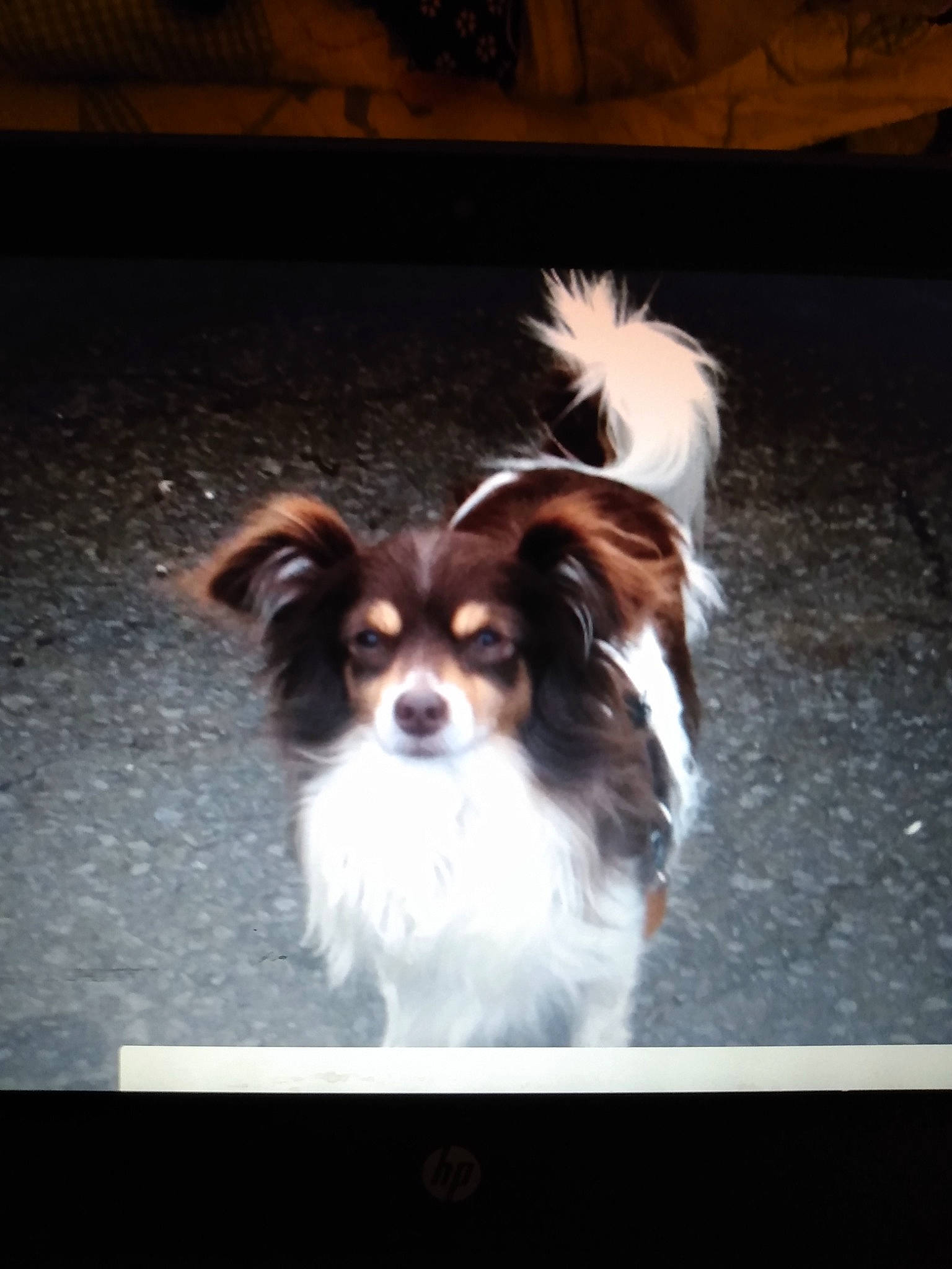 Peanut joined the competition — help win amazing prizes! ancient_dog_breeds, canidae, carnivore, companion_dog, dog, dog_breed, fawn, fur, liver, papillon, photo_caption, puppy, snout, sporting_group, toy_dog, whiskers, working_animal, working_dog