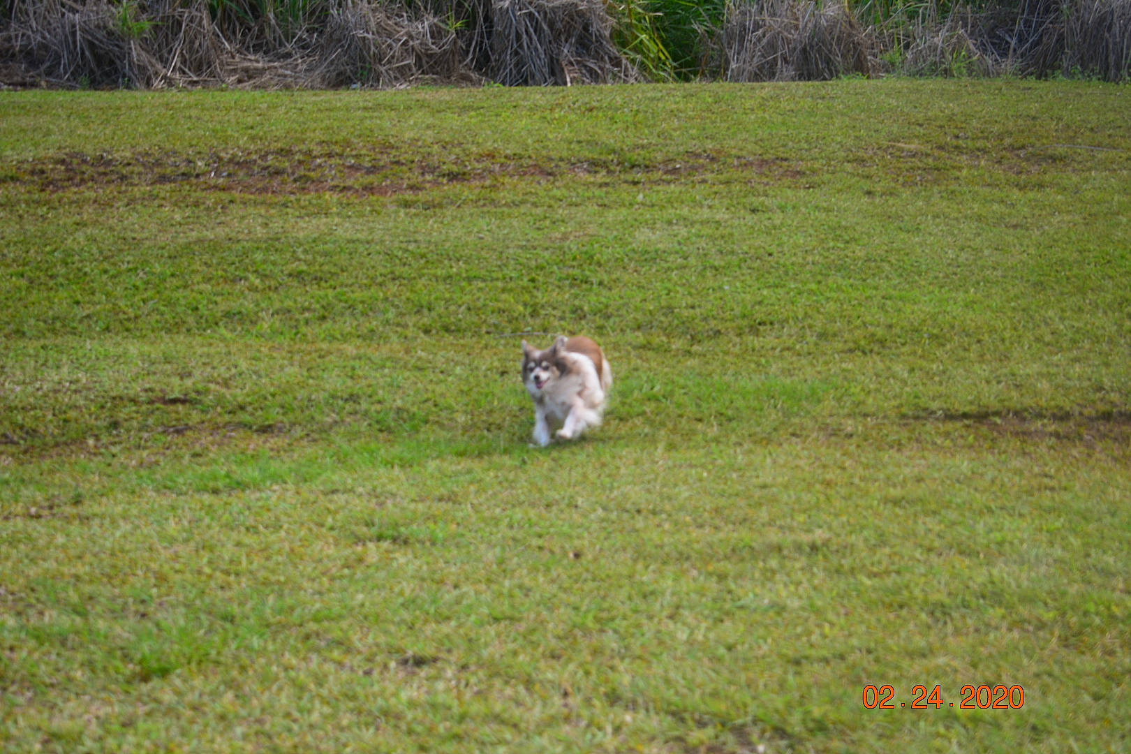 Peanut is registered to the contest to win money with this photo: carnivore, companion_dog, dog_breed, field, grass, grass_family, grassland, groundcover, landscape, mammal, meadow, natural_landscape, pasture, plain, plant, prairie, steppe, tail, terrestrial_animal, tree