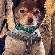 Teddy is registered to the contest to win money with this photo: dog, hoodie, bow_tie, pet, animal, brown_fur, close_up, portrait, cute, indoors, clothing, costume, animal_face, pet_accessory, fashion, leash, small_dog, adorable, casual, looking_at_camera