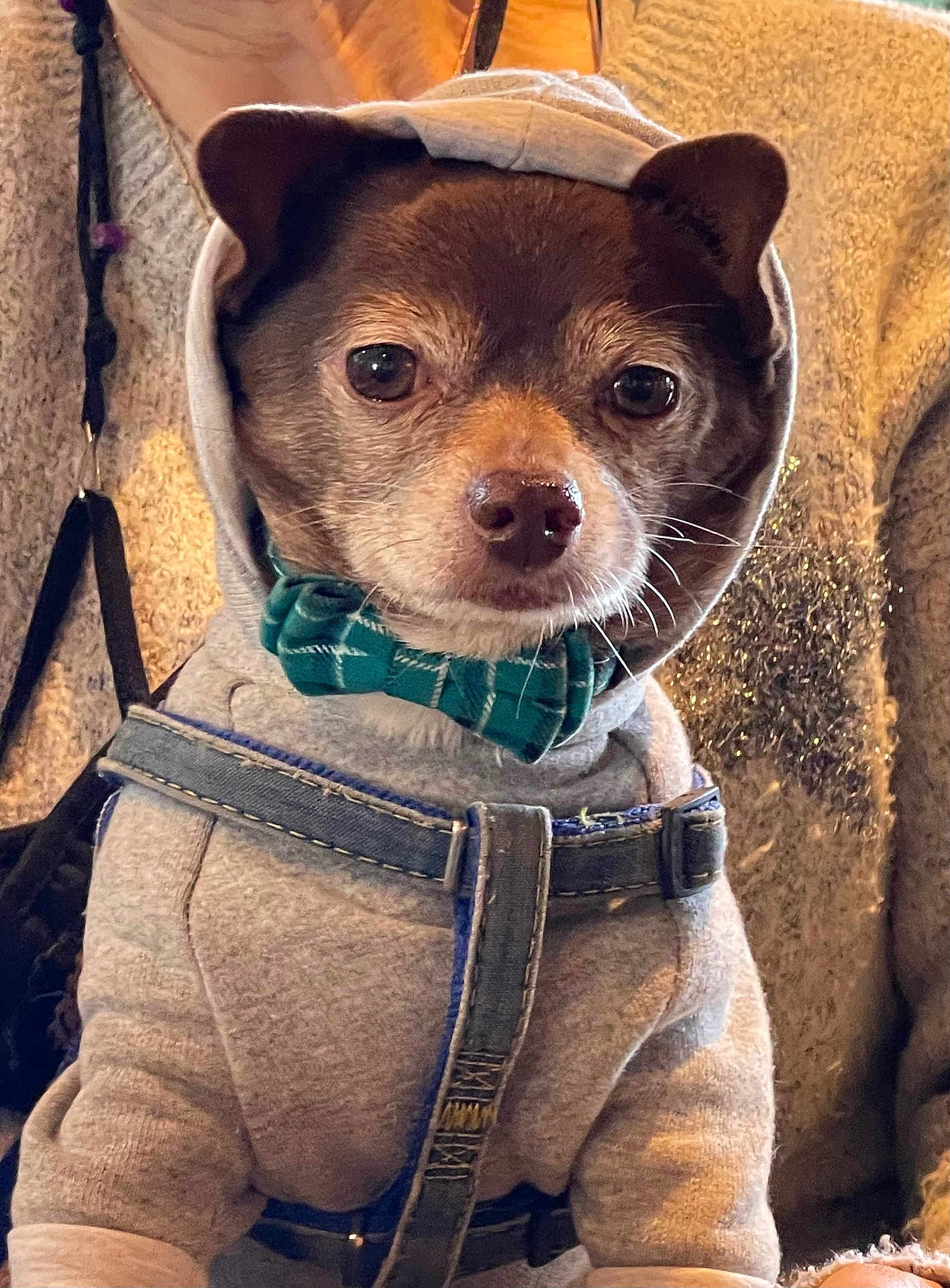 Teddy