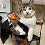 Luka is registered to the contest to win money with this photo: cat, tabby_cat, bucket, kitchen_counter, paper_towel, onion, wire_basket, stove, bourbon_bottle, wild_turkey, domestic, indoor, pet, animal, curious, white_paws, green_eyes, feline, relaxed, household