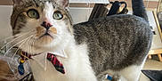 Luka joined the competition — help win amazing prizes! cat, bowtie, kitchen, counter, paper_towel, basket, orange, whiskers, tabby, domestic, pet, curious, feline, indoor, closeup, two_cats, collar, household, animal, cute