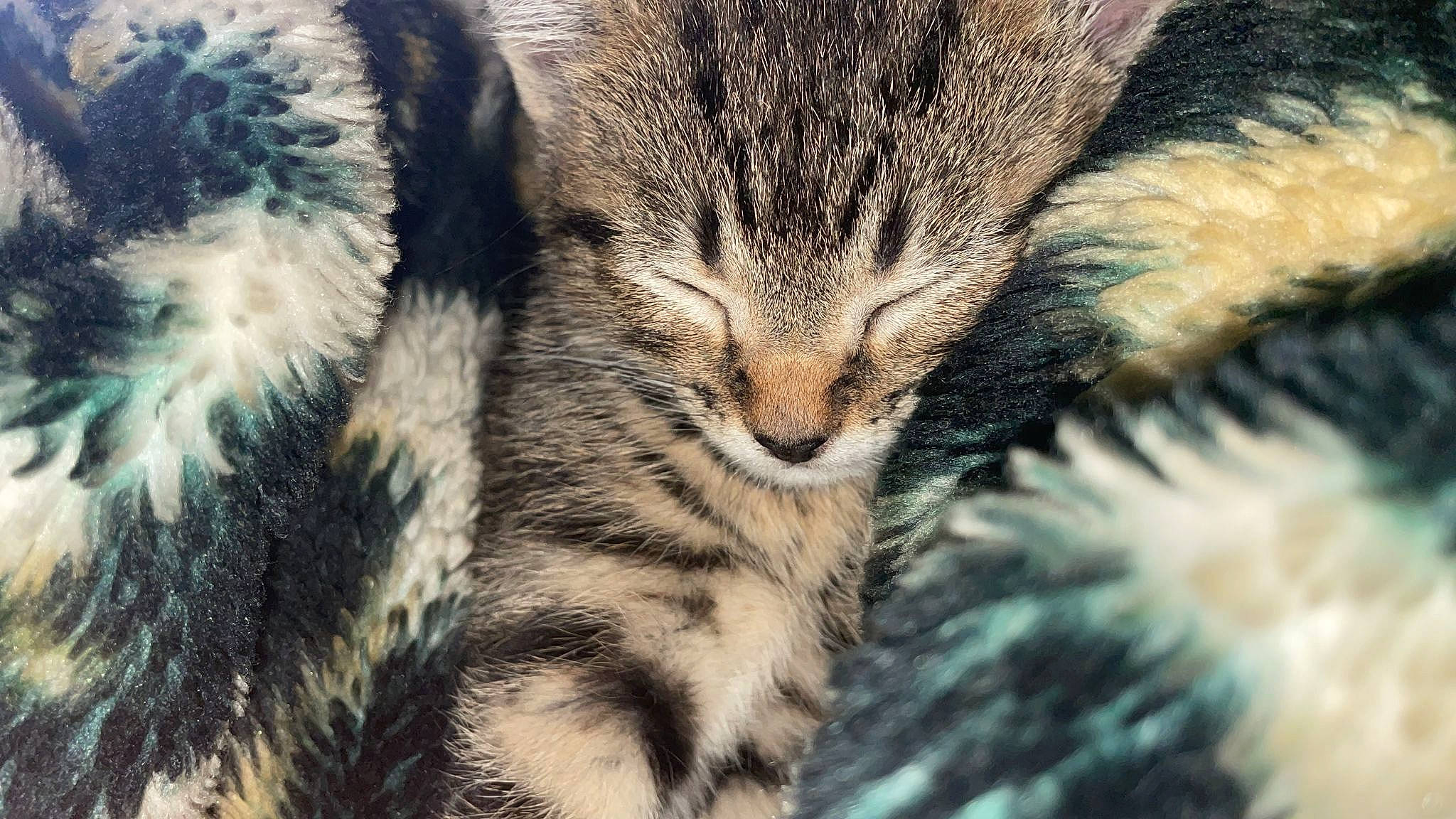 Buddy is registered to the contest to win money with this photo: carnivore, cat, claw, close_up, domestic_short_haired_cat, felidae, fur, grass, nap, organism, pattern, paw, plant, small_to_medium_sized_cats, snout, tail, terrestrial_animal, tree, whiskers, wildlife