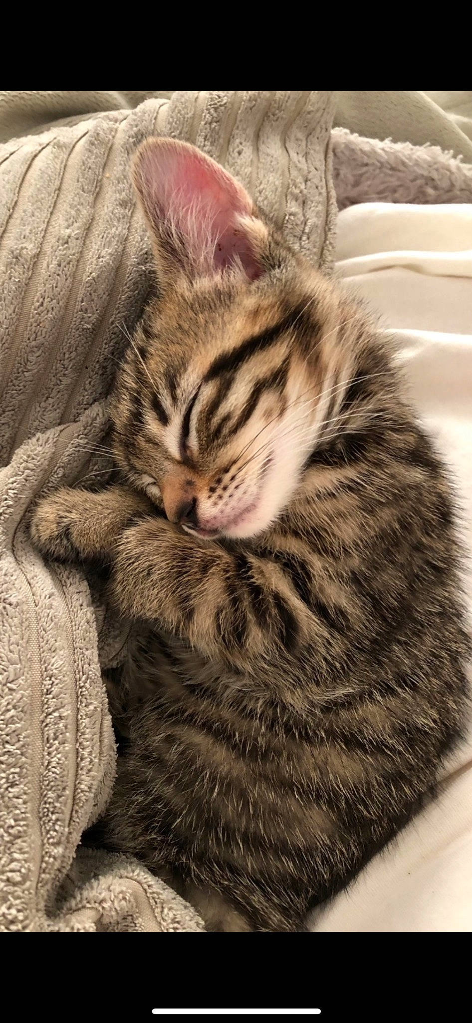 Hendrix joined the competition — help win amazing prizes! carnivore, cat, claw, comfort, domestic_short_haired_cat, felidae, fur, pattern, paw, small_to_medium_sized_cats, snout, tail, terrestrial_animal, tree, whiskers, wildlife, wood