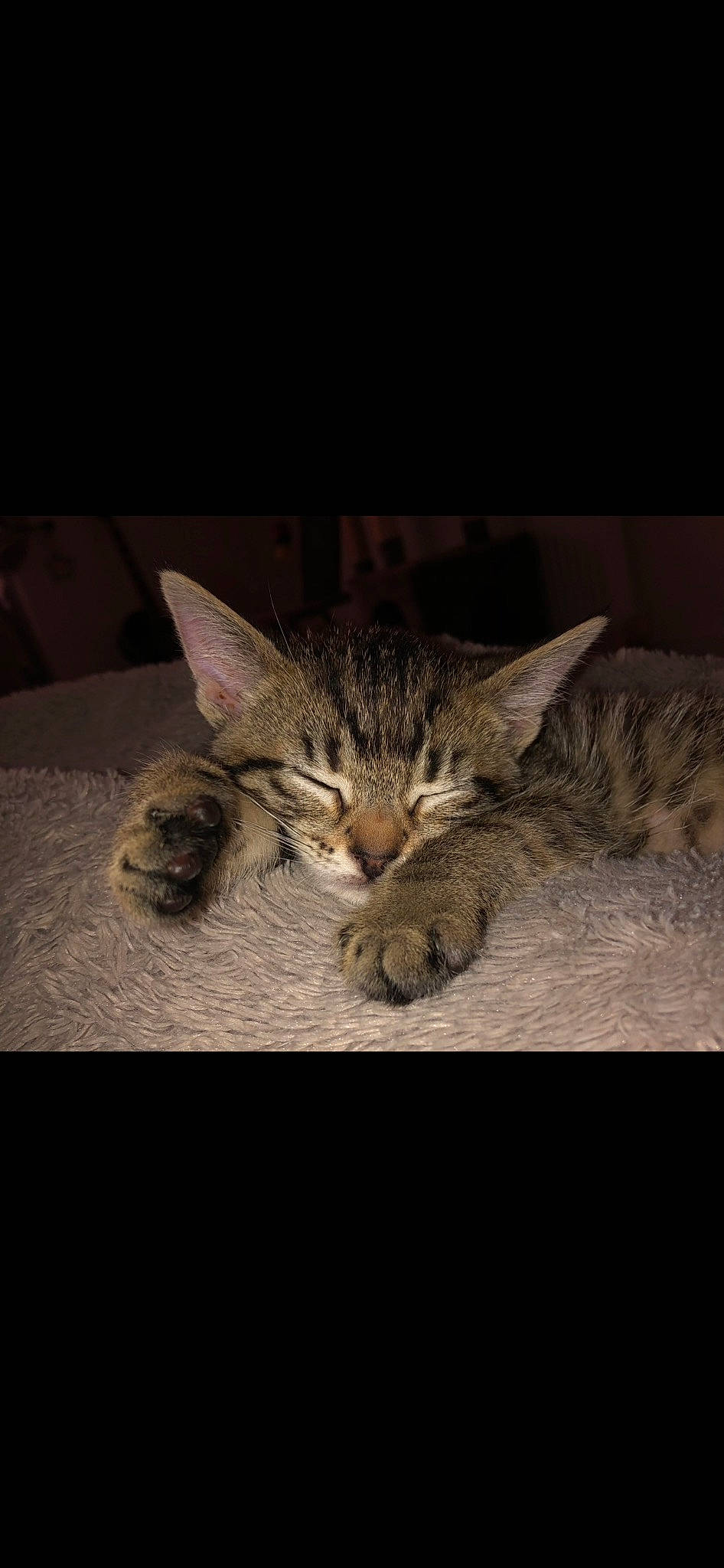 Hendrix joined the competition — help win amazing prizes! carnivore, cat, claw, darkness, domestic_short_haired_cat, felidae, fur, paw, small_to_medium_sized_cats, snout, still_life_photography, tail, terrestrial_animal, whiskers, wildlife