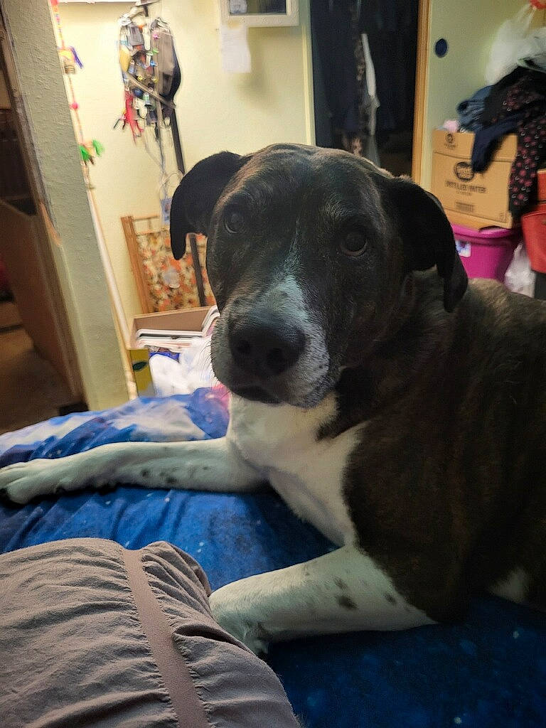 Abby is registered to the contest to win money with this photo: bookcase, borador, carnivore, comfort, companion_dog, couch, dog, dog_breed, fur, mammal, picture_frame, shelf, sitting, snout, terrestrial_animal, whiskers, working_animal, working_dog