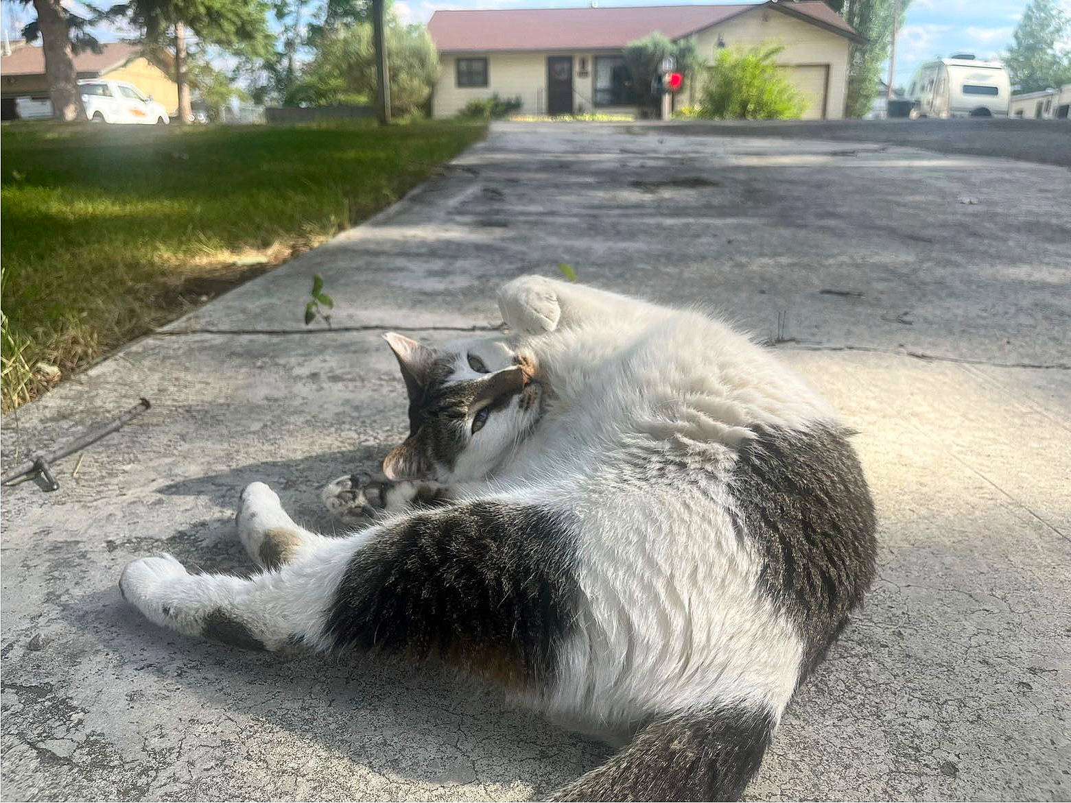 Negan joined the competition — help win amazing prizes! asphalt, carnivore, cat, collar, dog_breed, domestic_short_haired_cat, felidae, fur, grass, plant, road, road_surface, sidewalk, sky, small_to_medium_sized_cats, snout, tail, tree, whiskers, window