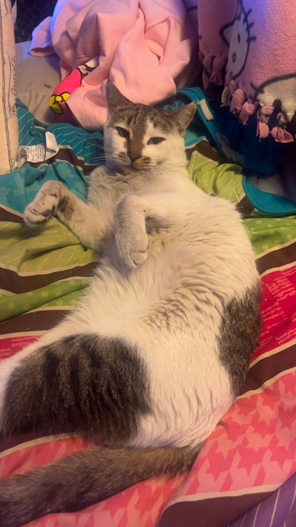 Negan joined the competition — help win amazing prizes! art, carnivore, cat, comfort, domestic_short_haired_cat, event, fawn, felidae, fur, lap, linens, paw, small_to_medium_sized_cats, tail, visual_arts, whiskers, wildlife